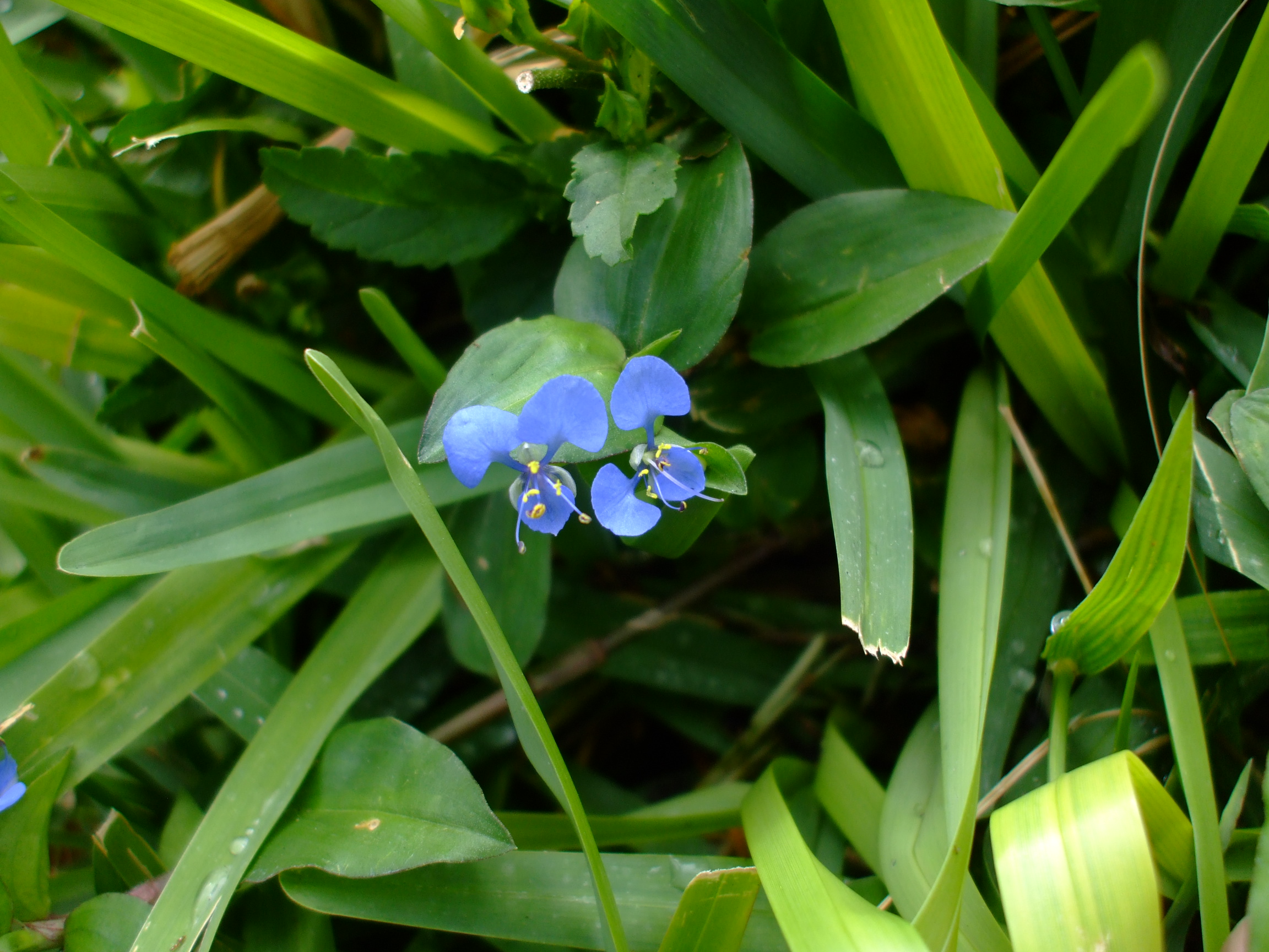 Commelina diffusa